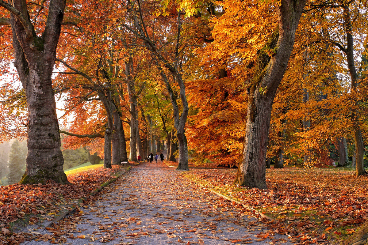 Jak zadbać o swoje zdrowie jesienią?
