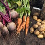 Warzywa z własnego ogródka - czy warto je hodować?