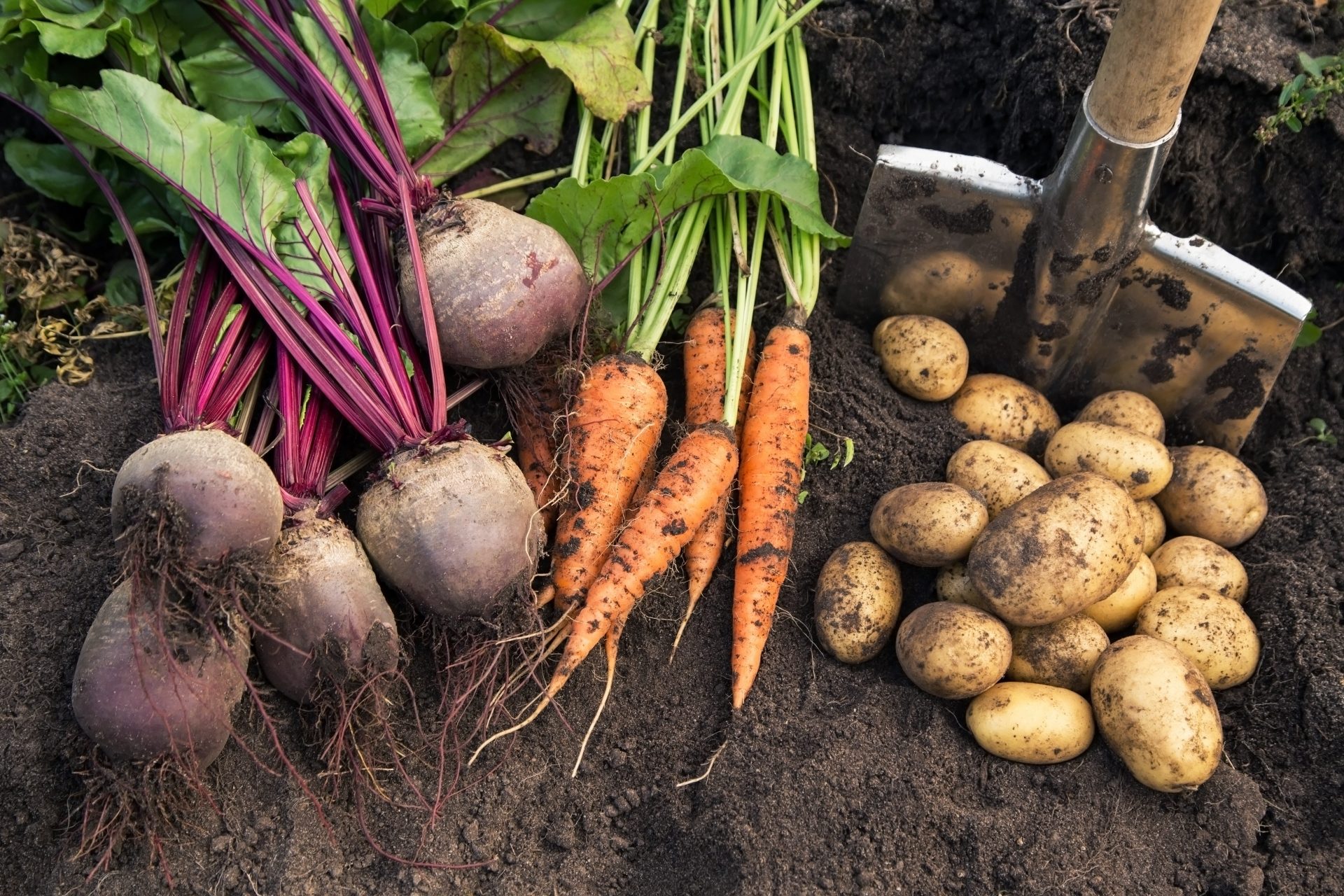 Warzywa z własnego ogródka – czy warto je hodować?